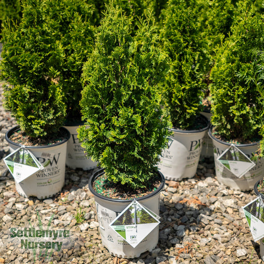 Thuja Sting Aborvitae 2G