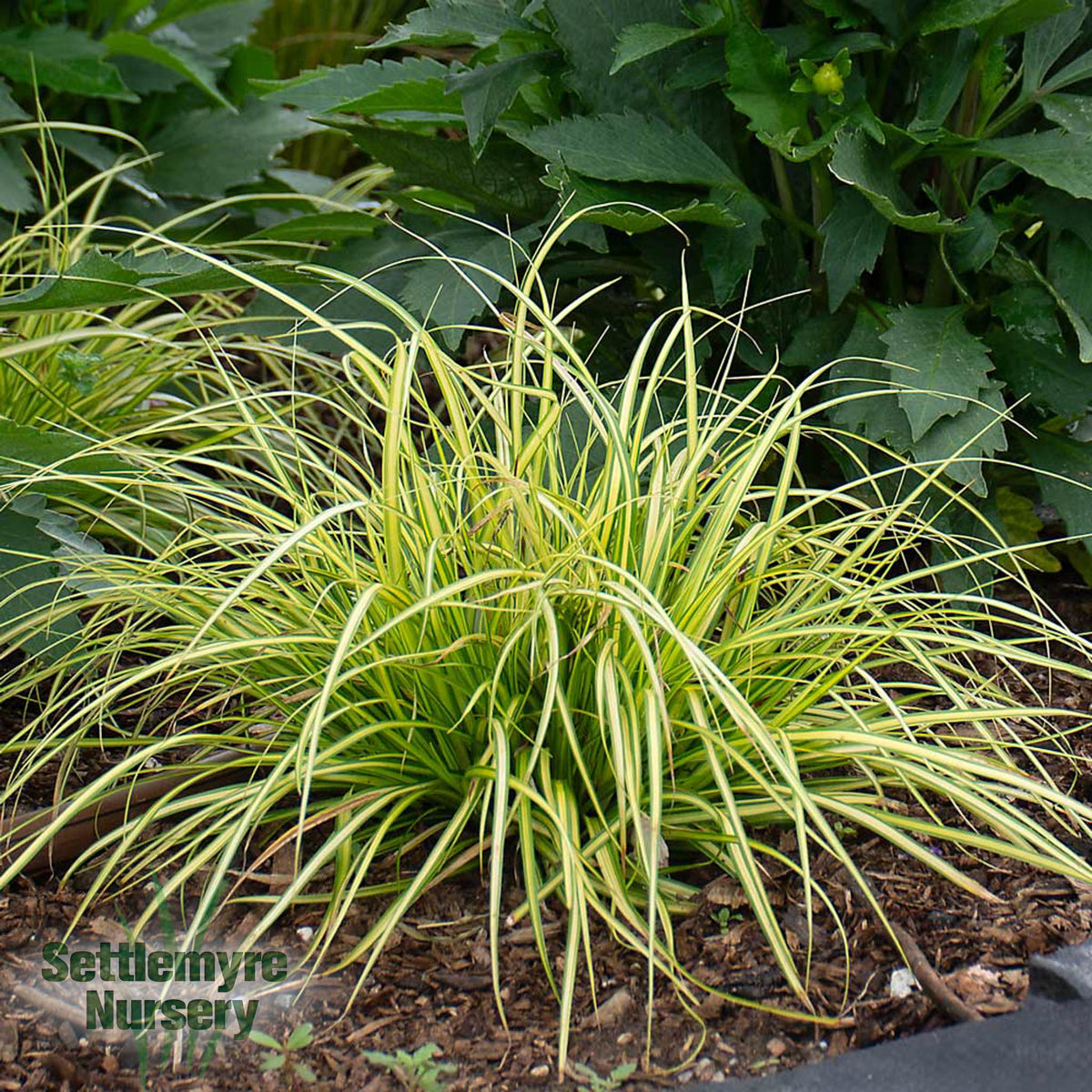 Carex Eversheen Ornamental Grass