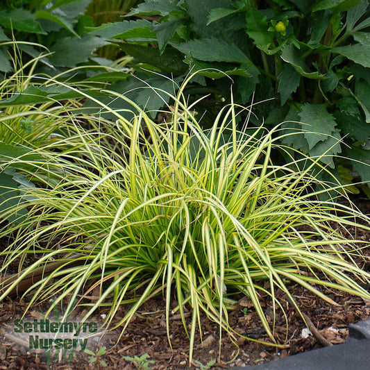 Carex Eversheen Ornamental Grass