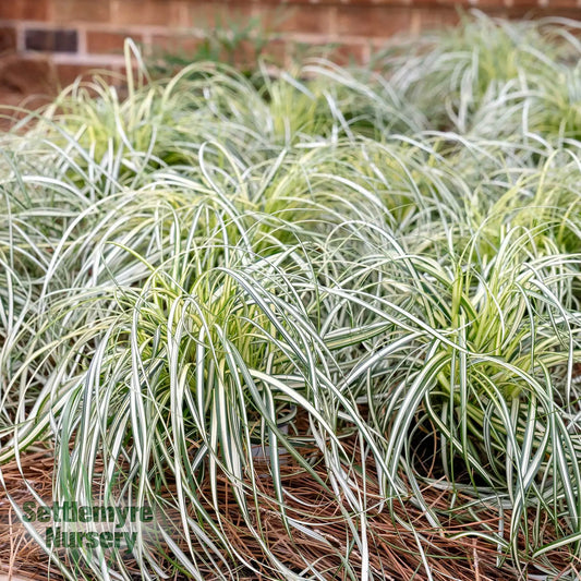 Carex Moonfalls Ornamental Grass