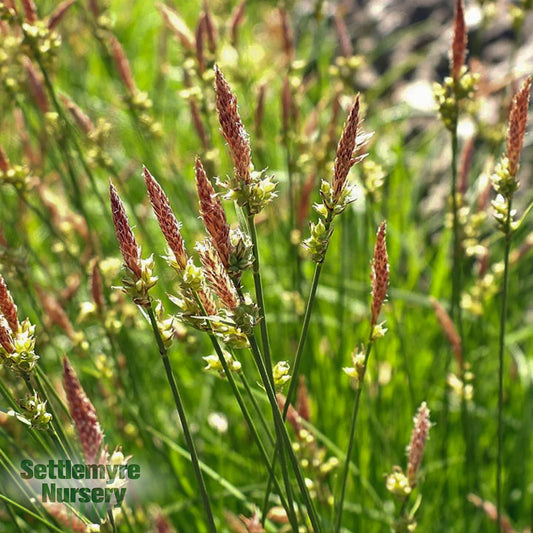 Carex Carexpensylvanica Ornamental Grass