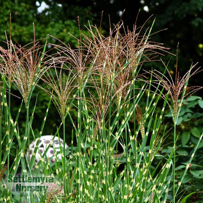 Miscanthus Zebra Ornamental Grass