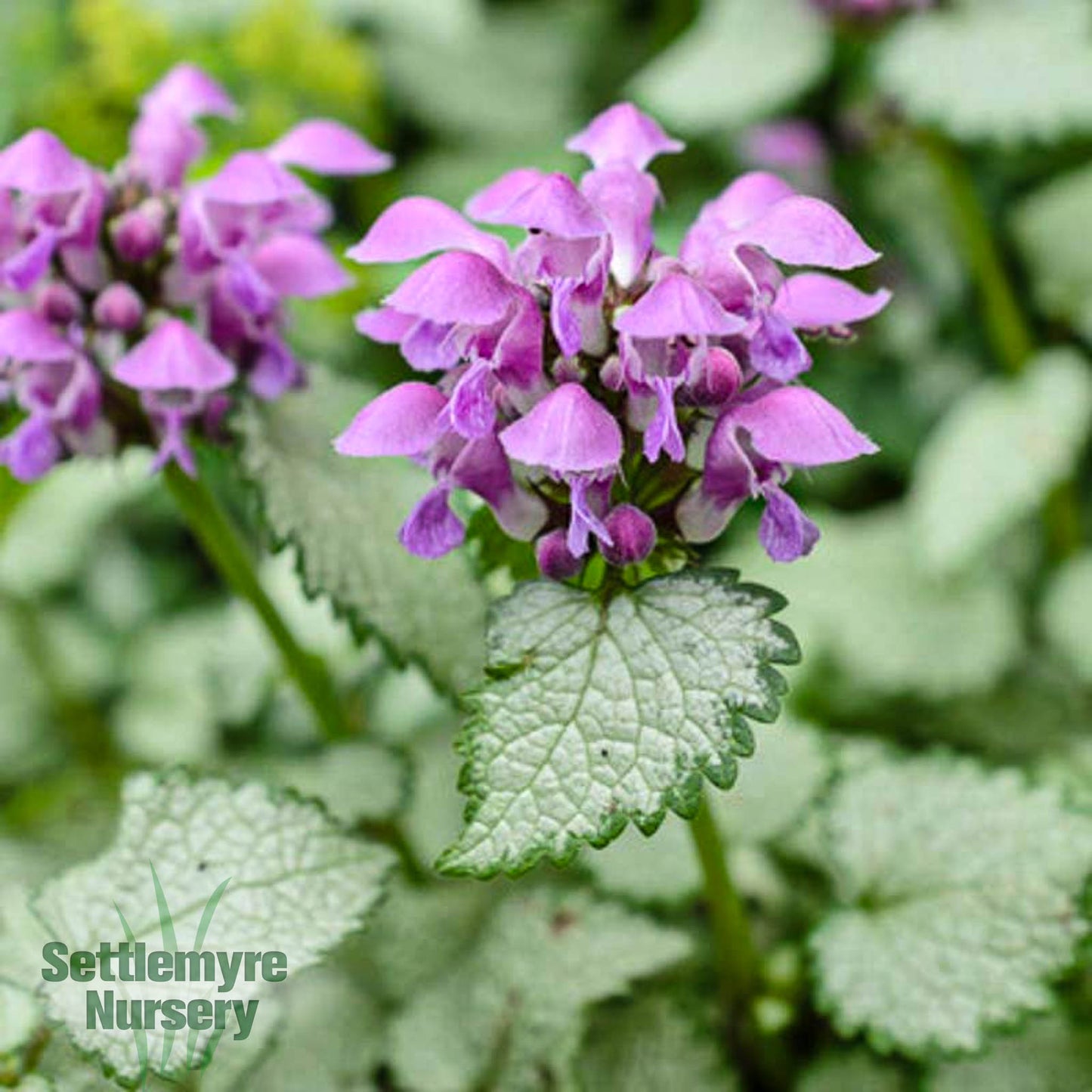 Lamium Beacon Silver Deadnettle 1G