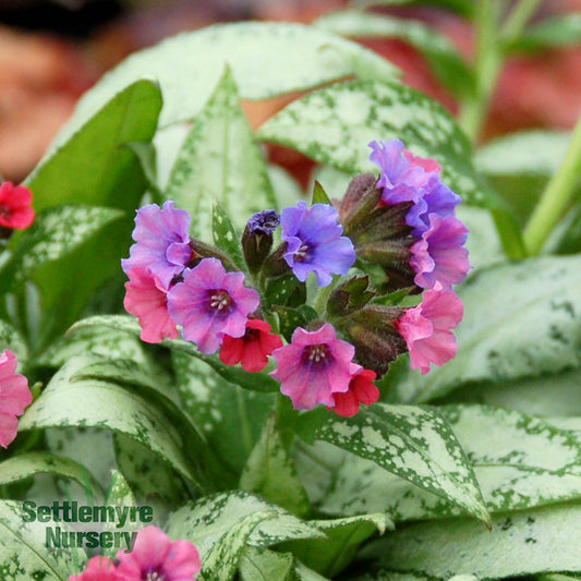 Pulmonaria Silver Bouquet 1G