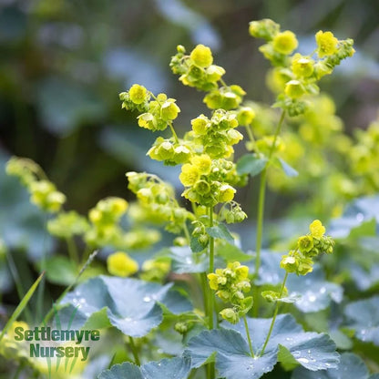 Lady's Mantle "Alchemilla Auslese" 1 Gallon