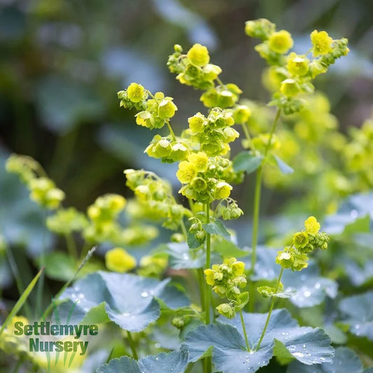 Lady's Mantle "Alchemilla Auslese" 1 Gallon