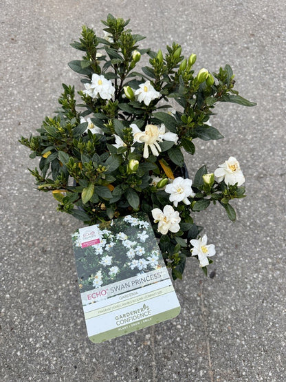 Gardenia Swan Princess