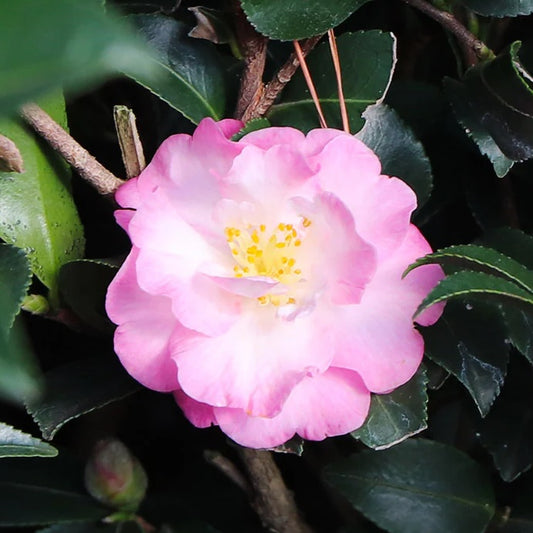 Camellia Orchid October Magic 2g