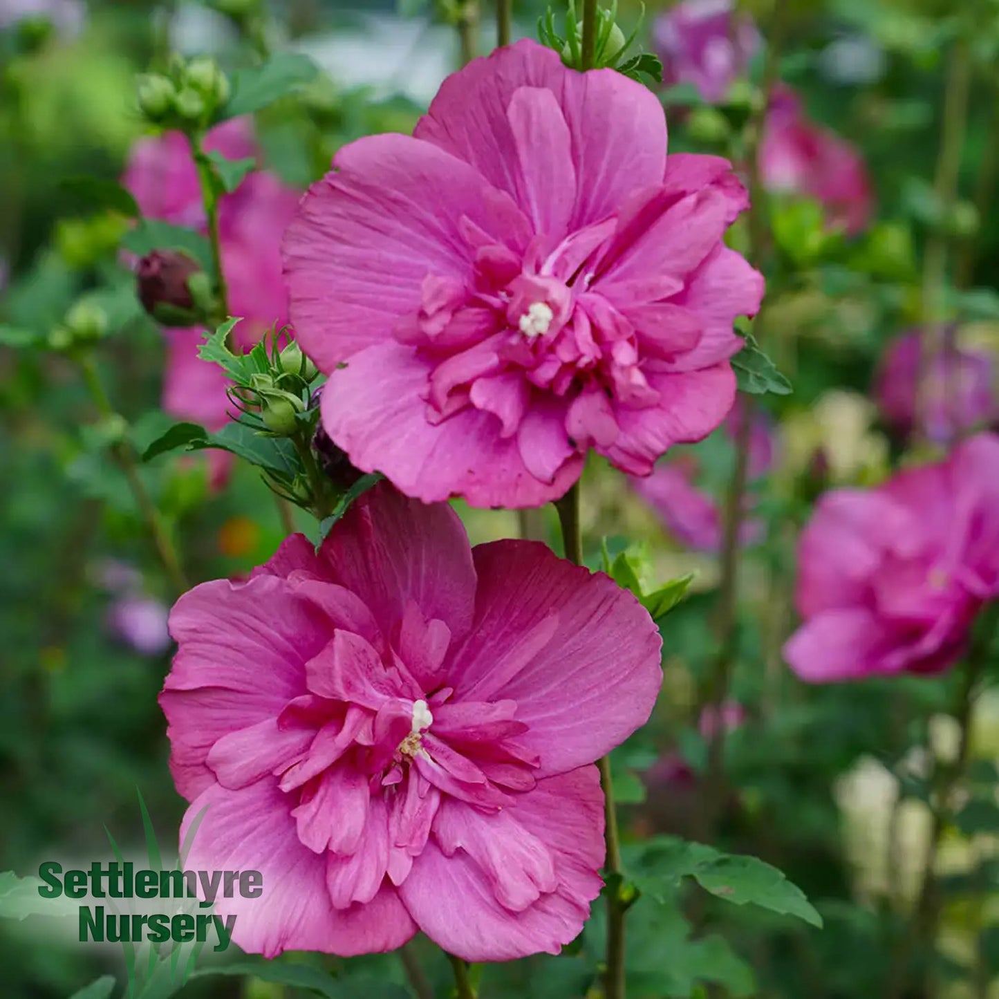 Hibiscus Magenta Chiffon Standard