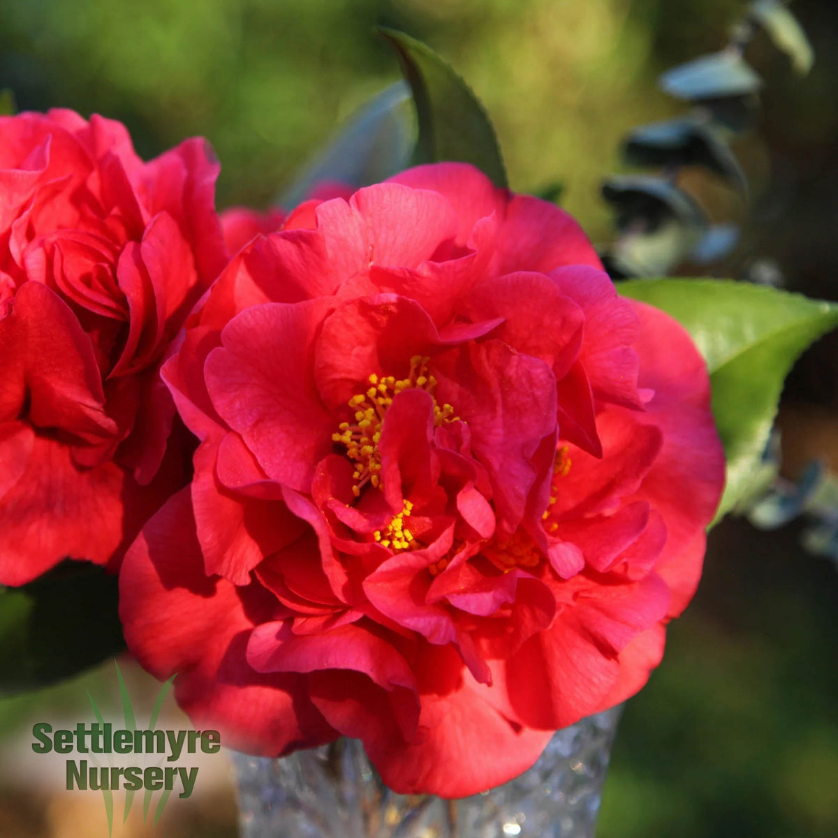Camellia October Magic Ruby 1 Gallon