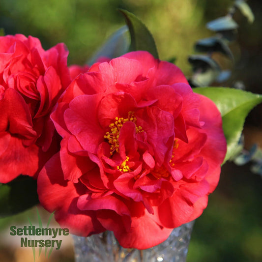 Camellia October Magic Ruby 1 Gallon
