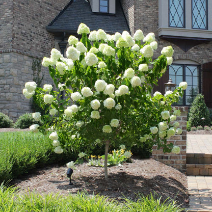 Limelight Hydrangea Tree at Settlemyre Nursery