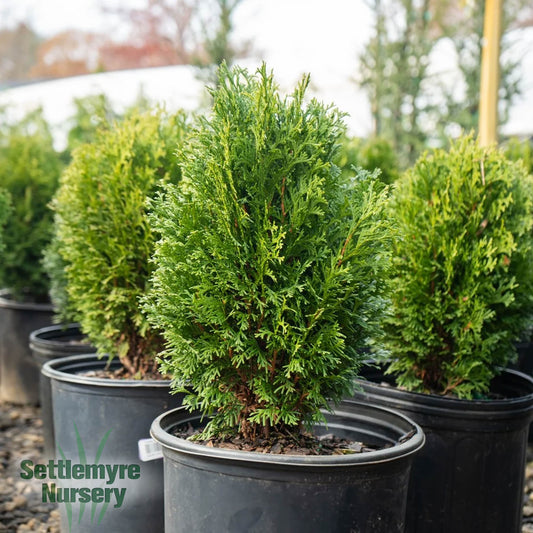 Thuja Hetz Midget 1 Gallon