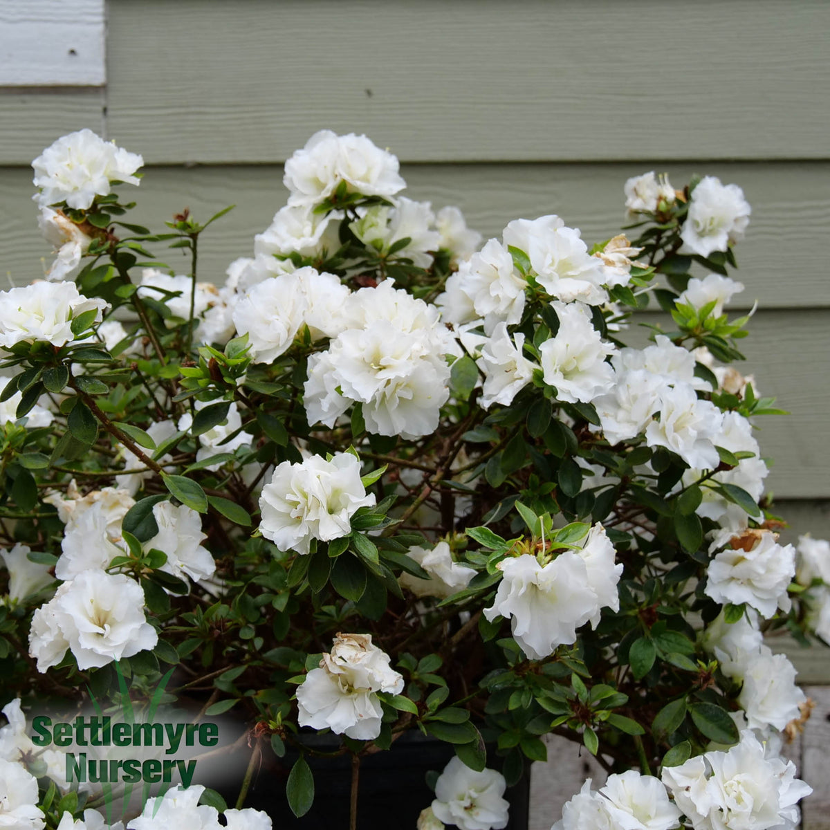 Azalea Perfecto White 2 Gallon Proven Winners