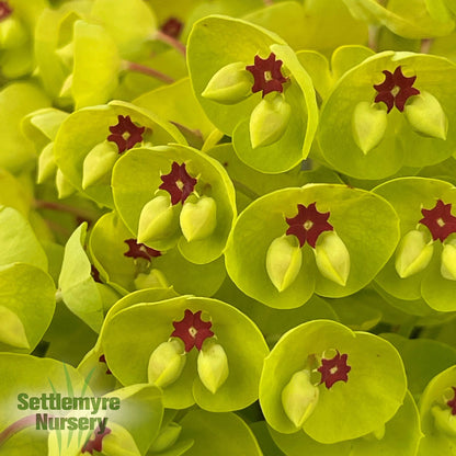 Euphorbia Qt