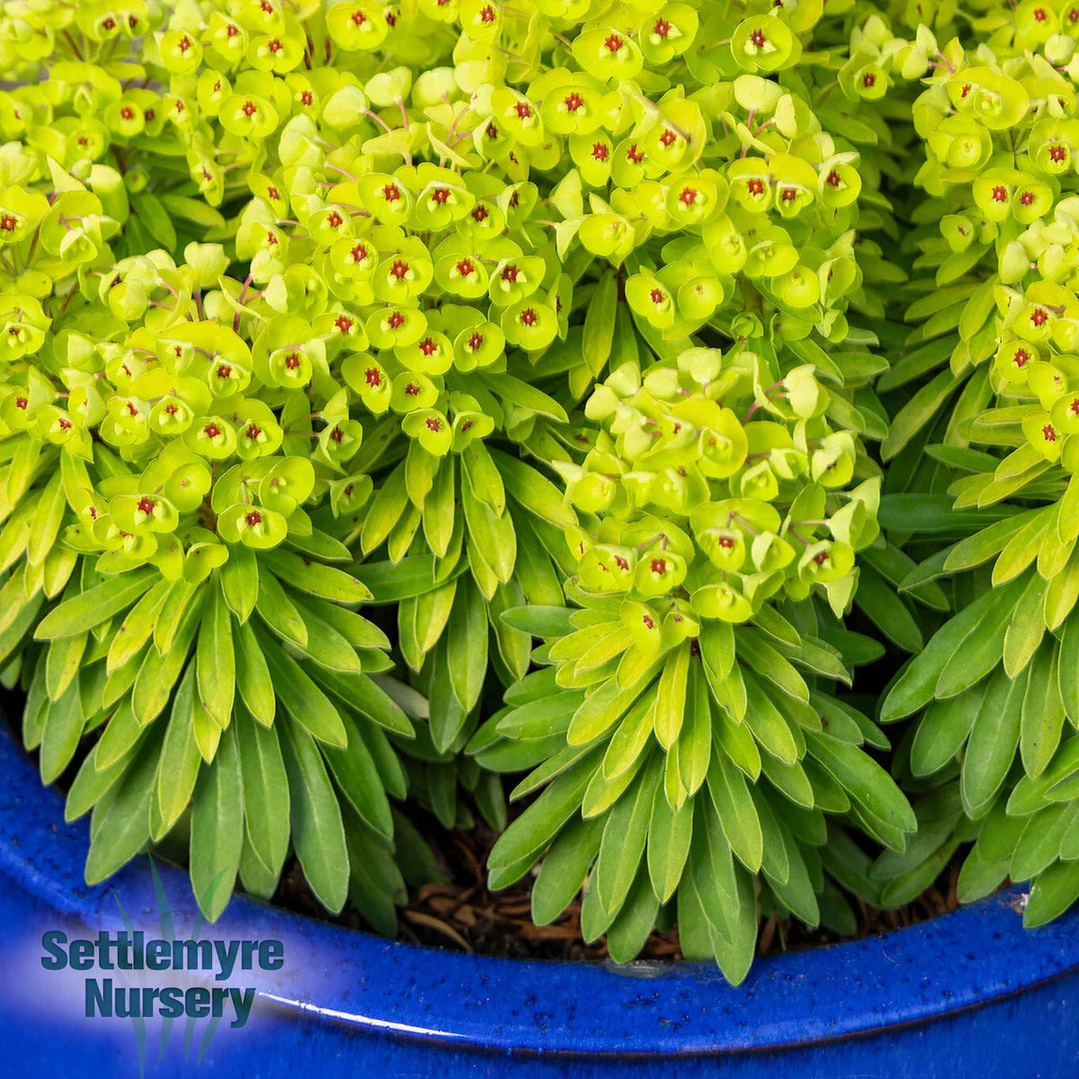 Euphorbia Qt