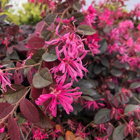Daruma Loropetalum with vivid pink blooms