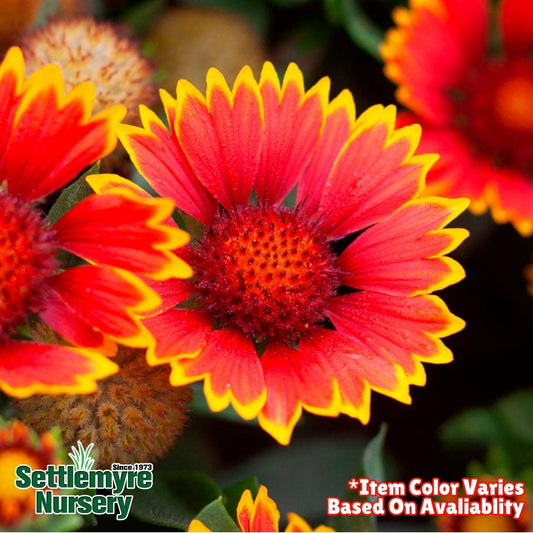 Gaillardia Blanket Flower 1 Gallon