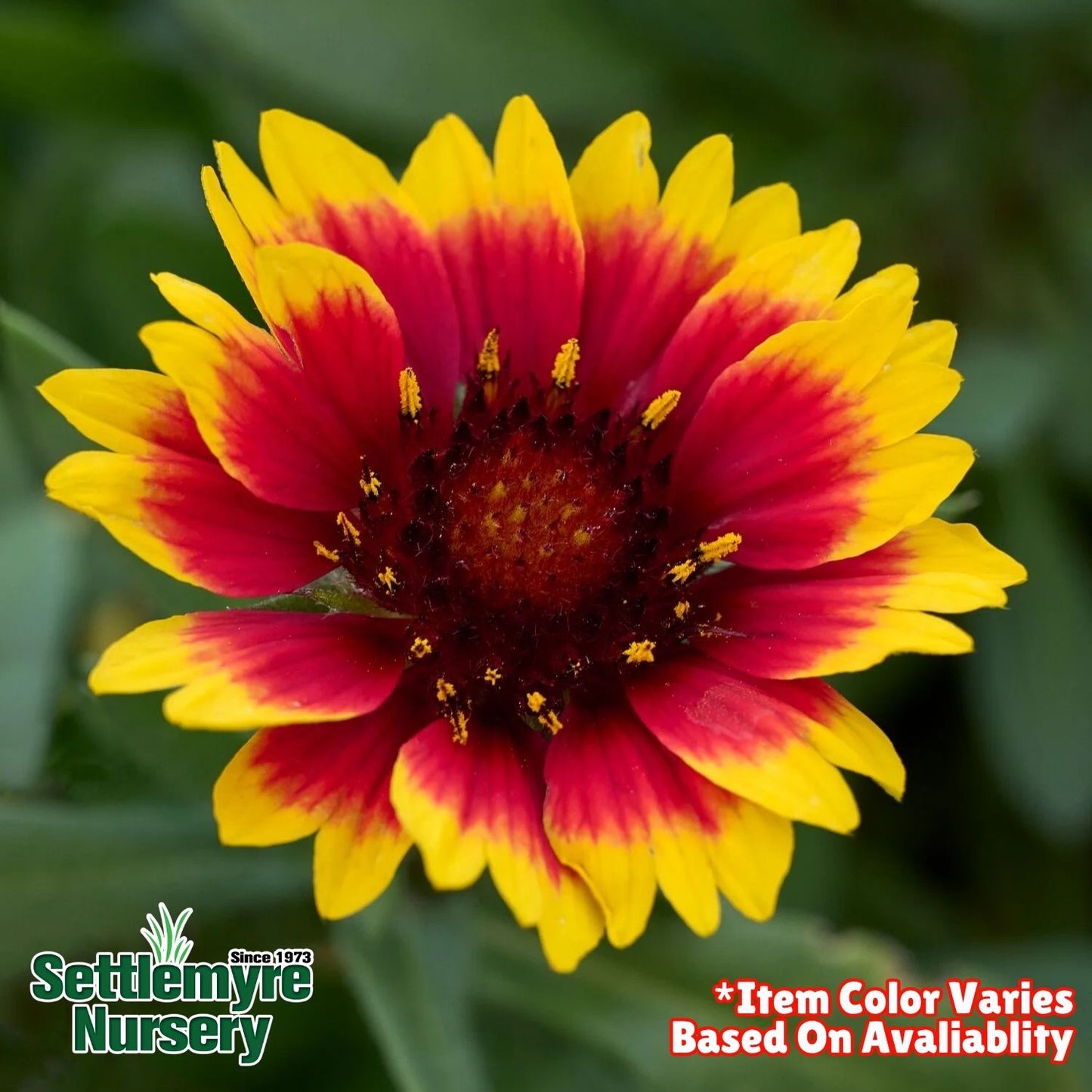 Gaillardia Blanket Flower 1 Gallon