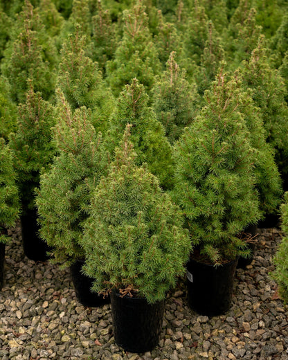Dwarf Alberta Spruce