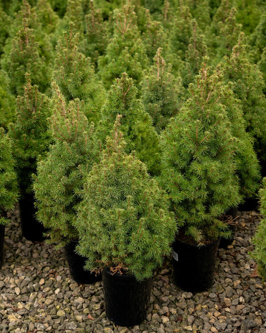 Dwarf Alberta Spruce
