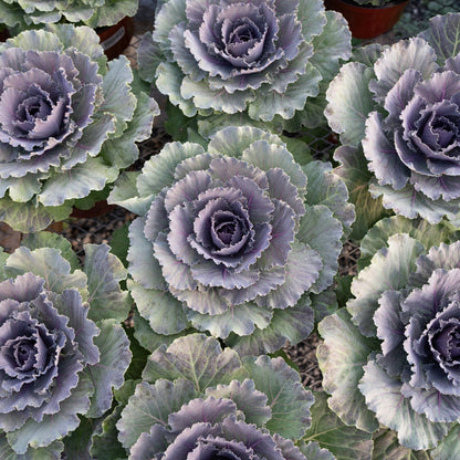 top-down shot of the ornamental cabbage