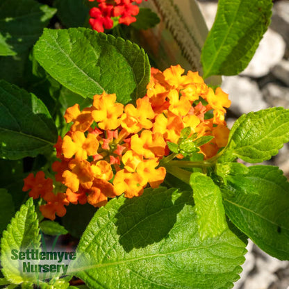 Annual Assorted