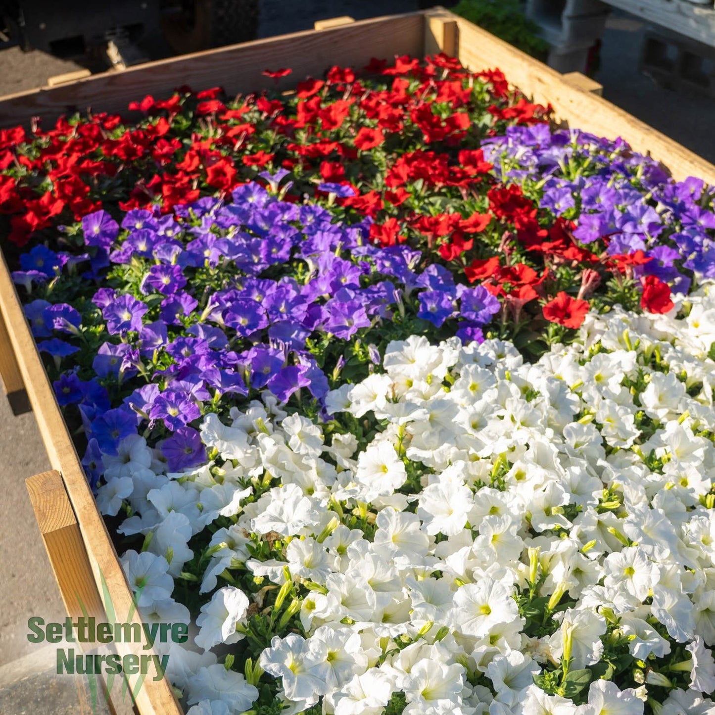 Assorted Annuals 6"