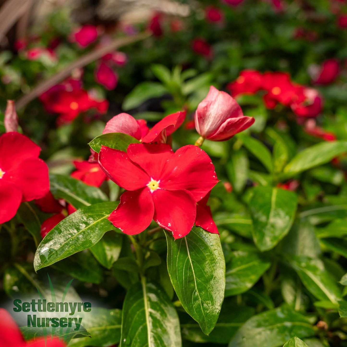 Assorted Annuals 6"