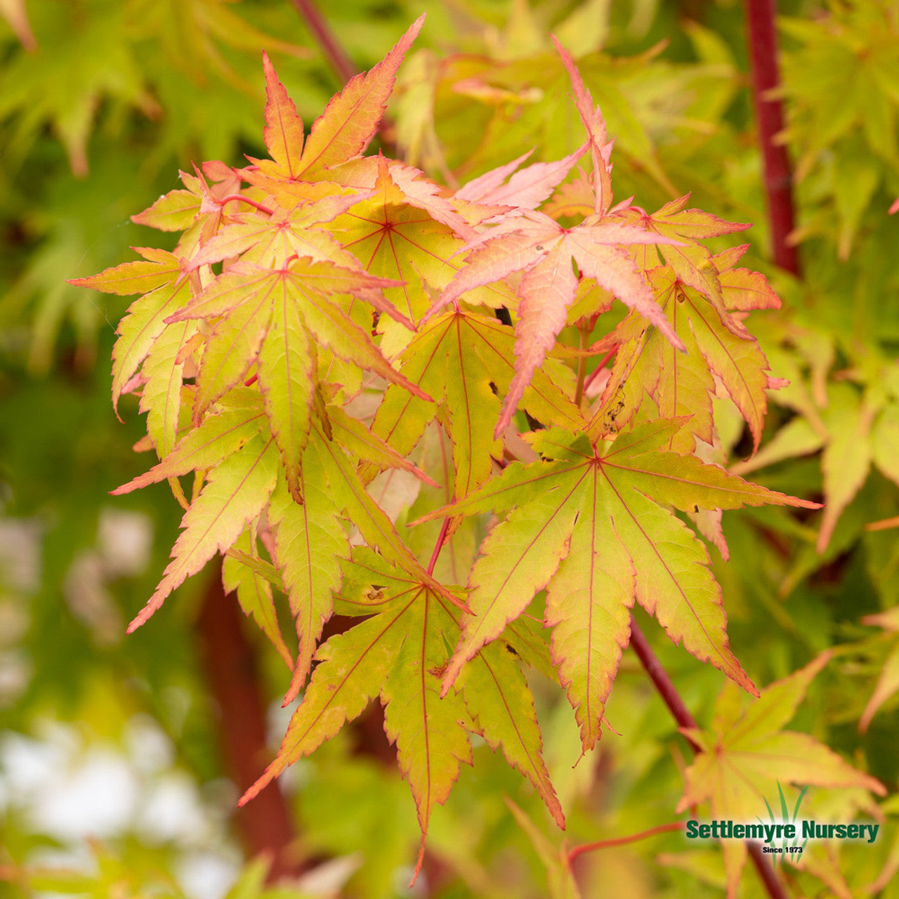 Japanese Maple Coral Bark