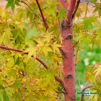 Japanese Maple Coral Bark