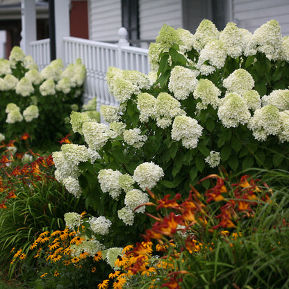 Limelight Hydrangea