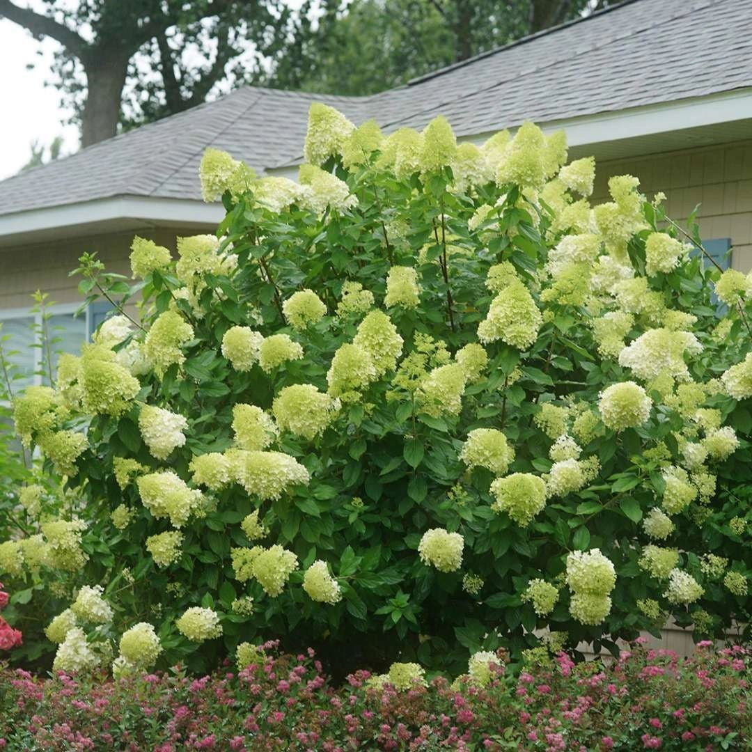 Limelight Hydrangea