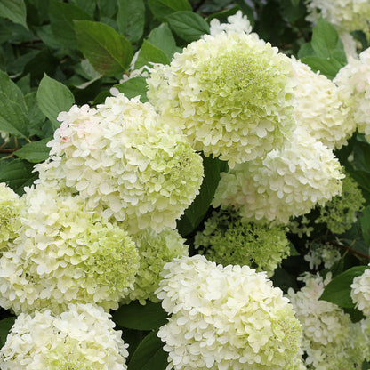 Limelight Hydrangea