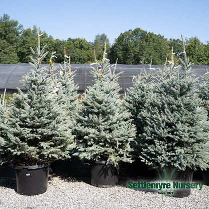 Fat Albert Blue Spruce