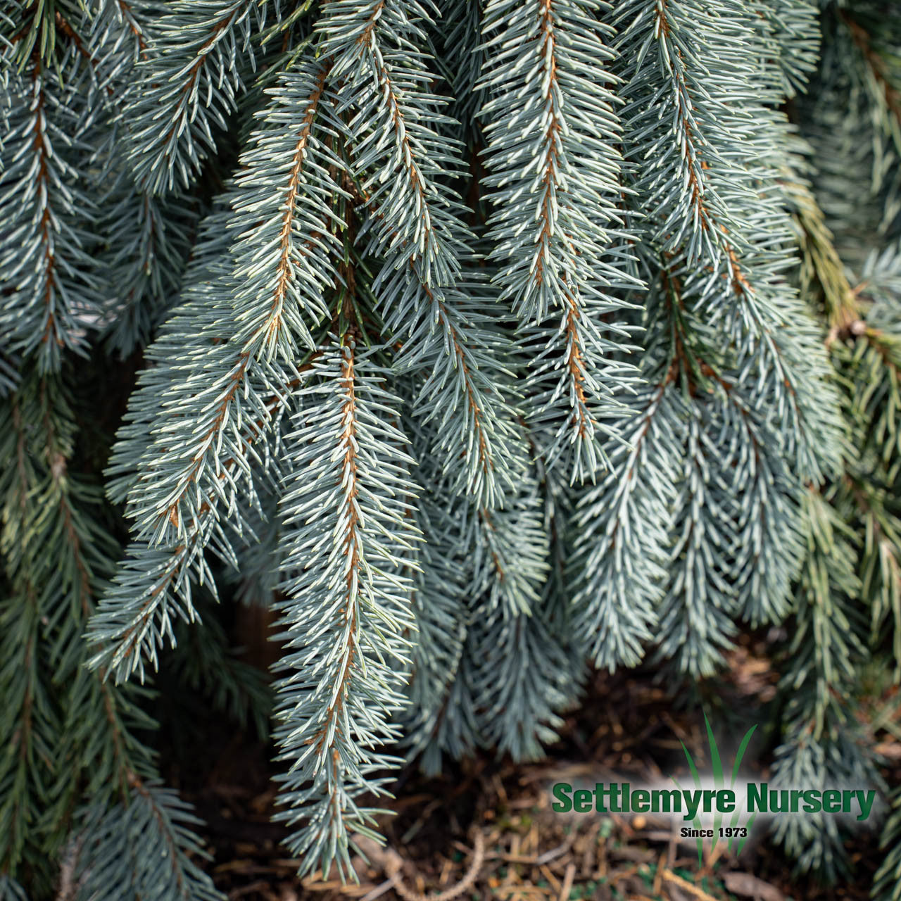 The Blues Weeping Blue Spruce
