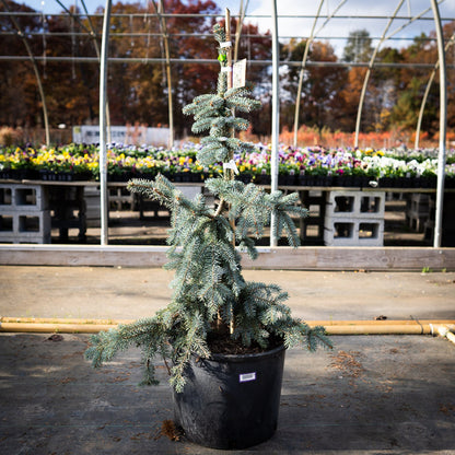 The Blues Weeping Blue Spruce