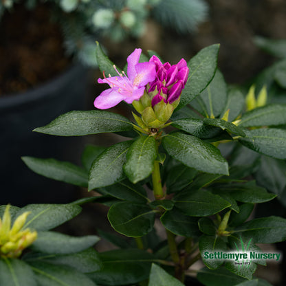 English Roseum Rhododendron