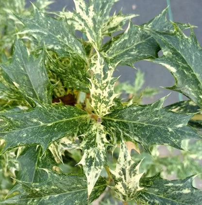 Goshiki Osmanthus
