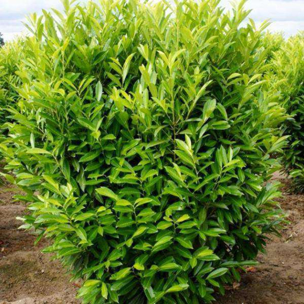 Schipkaensis 'Schip' Laurel