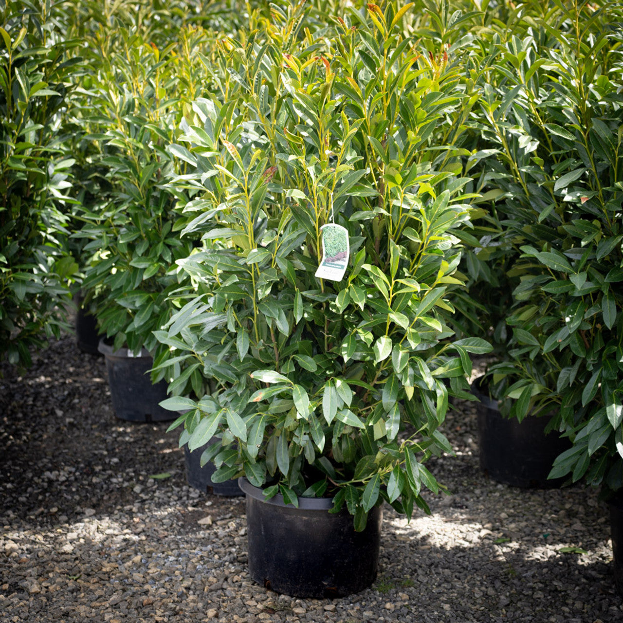 Schipkaensis 'Schip' Laurel