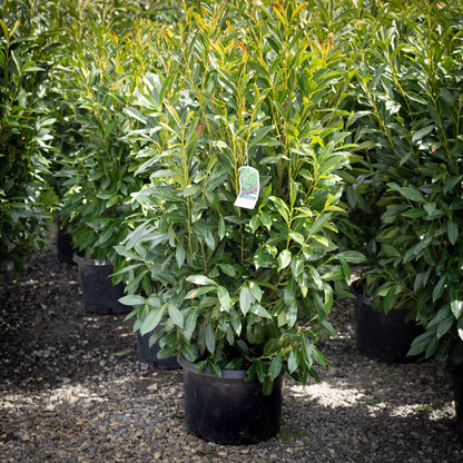 Schipkaensis 'Schip' Laurel