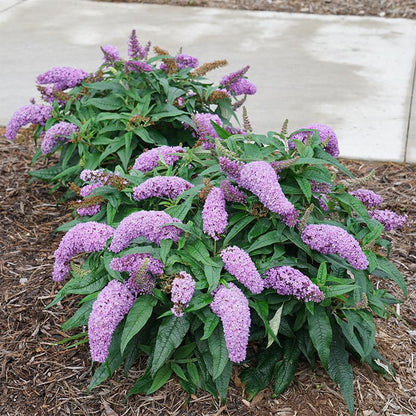 Pugster Amethyst Butterfly Bush