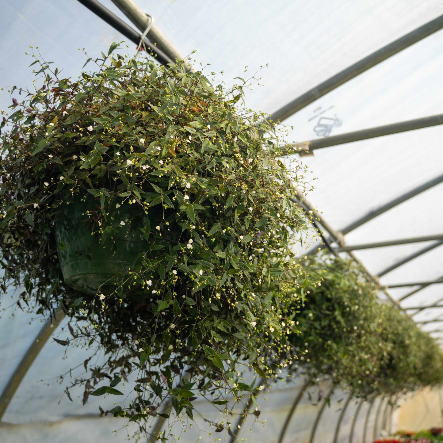 Hanging Basket Bridal Veil