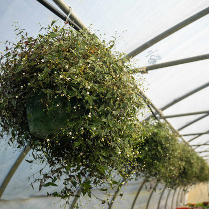 Hanging Basket Bridal Veil