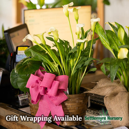 Calla Lily 6 Assorted Colors