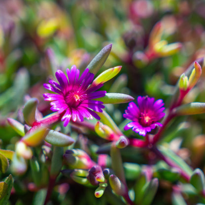 Ice Plant 1 gallon