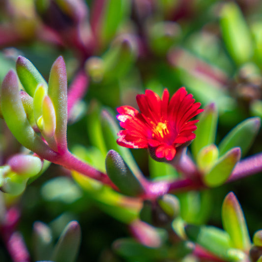 Ice Plant 1 gallon