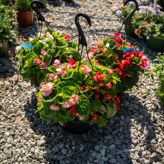 Hanging Basket Assortments 10"