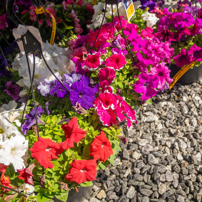 Hanging Basket Assortments 10"